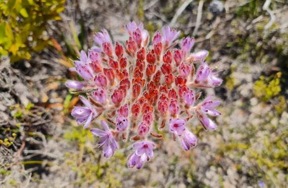 Dilatris corymbosa buds
